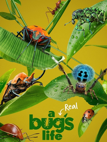 مسلسل A Real Bug’s Life الموسم الاول الحلقة 3 مترجمة